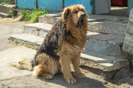 Stray dog on street. Pet in town. Animal with long hair.の写真素材