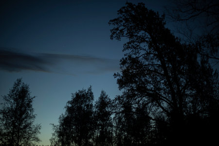 forest at night. silhouettes of trees in the evening. forest landscape. Guts of nature.の写真素材