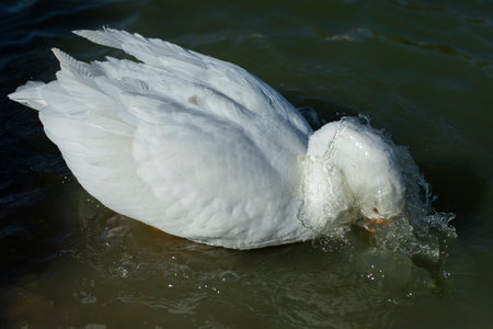 Goose washable. Water flows from goose. waterbird. wildlife. White feathers. Animal on farm.の写真素材