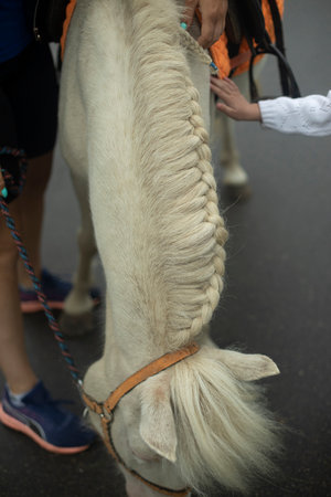 White horse park. Foal in yard. Details of animal life. Pet in town.の写真素材