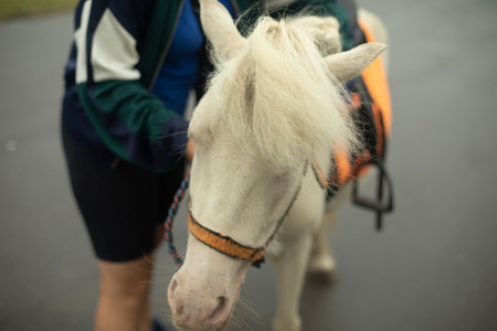 White horse park. Foal in yard. Details of animal life. Pet in town.の写真素材