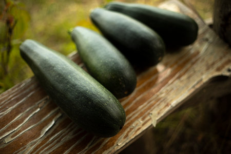 Green zucchini. autumn harvest. Zucchini from garden. Details of rural life. Healthy vegetable.の写真素材