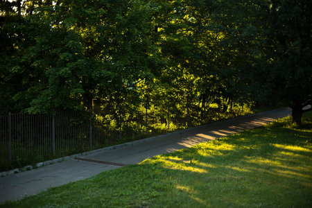 Green trees in the park. Summer view of the park. Plants in summer.の写真素材
