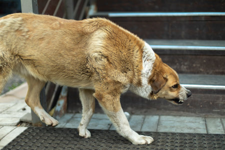 Angry dog. Stray dog grinds his teeth. Aggressive animal. Preparing for attack. Rabies in dog.の写真素材