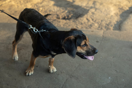 dog on leash. Pet is tied. Animal is waiting for owner. Puppy is standing on pavement.の写真素材