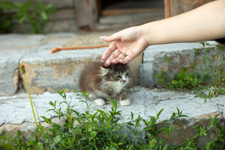Hand picks up kitten on street. Girl picks up homeless kitten. Small pet.の写真素材
