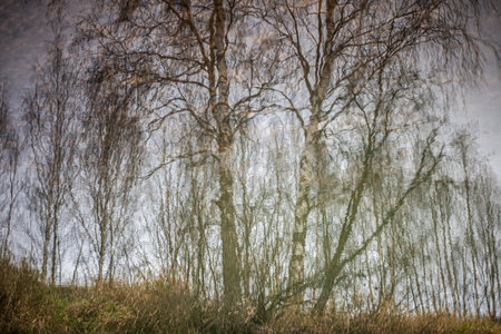 Reflection of trees in the water. The calm flow of the river. autumn landscape. Paints of wilted herbs and chilled water. The beauty of natural color combinations.の写真素材