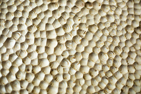 wooden texture. wood carving. Cut holes on surface. furniture details.の写真素材