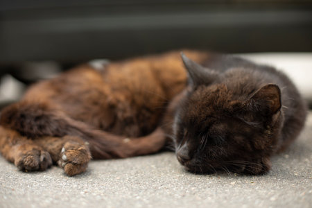 Cat sleeps on asphalt. Black cat is lying on the street. Stray animal. Rest pet.の写真素材