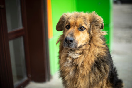 Stray dog with brown hair. Old dog on the street. Pet without owner.の写真素材