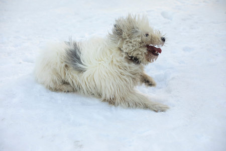 Dog in winter in park. Walking with pet in snow. White coat of dog. active animal.の写真素材