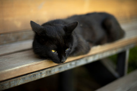 black cat lies on blackboard. Pet on the veranda. Cat with black hair. animal rests.の写真素材