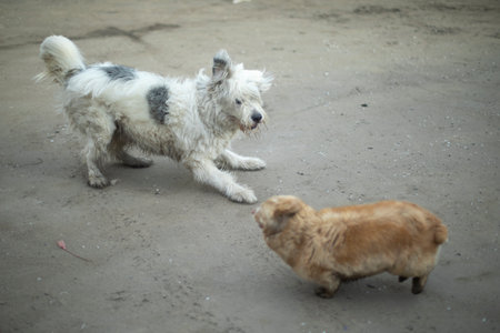 Dogs play outside. Two dogs are friends. Animals run on asphalt. Pets on walk.の写真素材