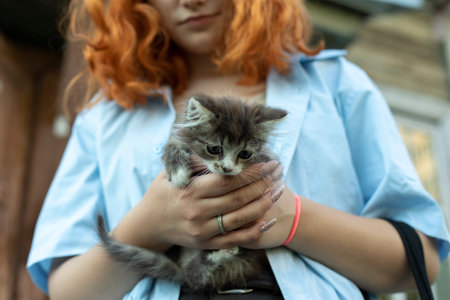 Kitten in hand, Girl with kitten. cute pet. Cat with gray hair. girl holding baby.の写真素材