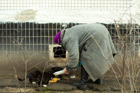 Old woman feed cats in yard. Pensioner with stray cats. Grandmother in Russia takes care of her pets.の写真素材