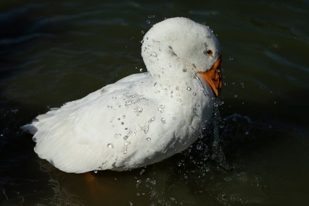 Goose washed in water. White goose on lake. Waterfowl stands in water. Animal on farm.の写真素材