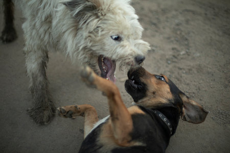 Dog fight. animal fighting. Pet bite. Fight of beasts. Aggression in nature.の写真素材