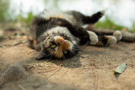Cat. Three colors of hair in cat. Cute pet in summer. Details of furry friends life.の写真素材