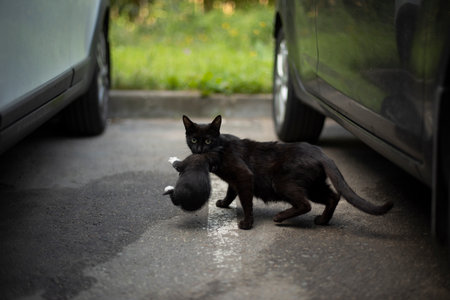 Cat carries kitten under car. cat and kitten. Animal runs through parking lot. homeless pet.の写真素材