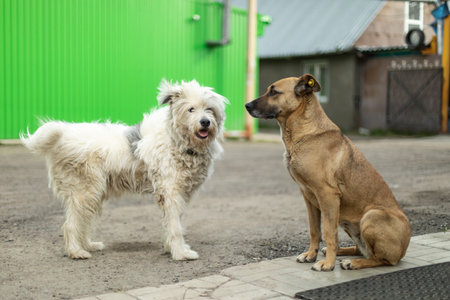 Dogs get to know each other. Two stray dogs on the street. Animals are friends. Pets without owners.の写真素材