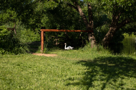 Swan on pond. view in the park. Details of recreation area in forest. White swan in distance.の写真素材