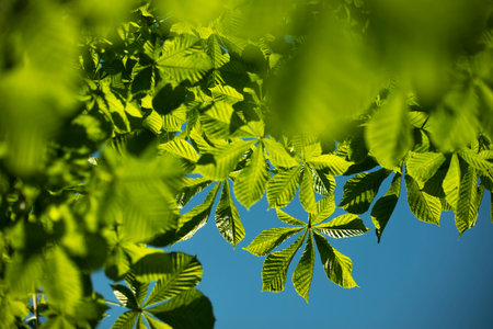 Green chestnut leaves against the sky. Leaves in summer. Rich light green color. Details of nature. Chestnut tree.の写真素材
