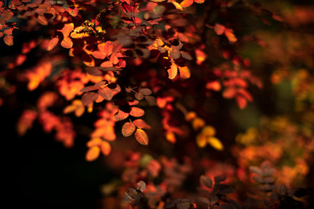 Red leaves in autumn. Autumn colors in nature. small leaves on shrub. Bright color of plant.の写真素材