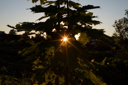 Sun shines through plant at sunset. Details of nature. Little sun in thickets. Evening time in the park.の写真素材