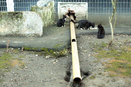 Stray kittens eat food. Lots of cats near house. Animals are abandoned on the street.の写真素材