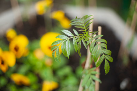 green leaves. Plant in flower bed. Garden plant with leaves. Landscaping details.