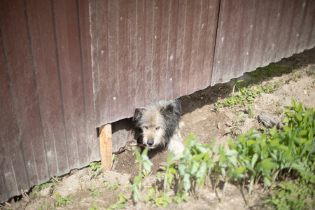 Dog looks out from under the fence. Animal peeks out of hole. Angry dog guard area.の写真素材