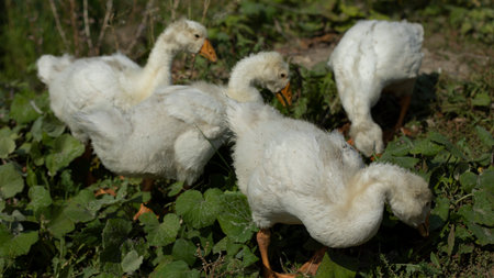 Geese on farm. Young geese with white birches. White birds on the shore of pond. life in the countryside.の写真素材