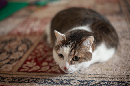 A domestic cat lies on the carpet. The cat looks into the camera. big fat cat. Favorite pet.の写真素材