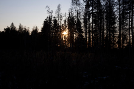 tree in forest. forest landscape. beauty of nature. Clouds in sky. Details of nature. Evening landscape.の写真素材