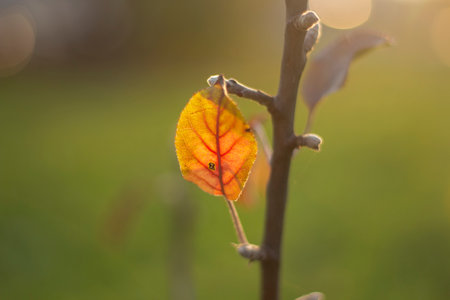 yellow leaf. autumn colors. Details of nature. Dry leaf on branch. Beautiful background natural colors.の写真素材