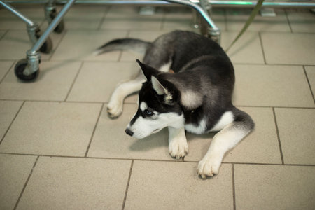 dog shop. Pet is waiting for owner. Dog of Husky breed. Animal lies on floor.の写真素材