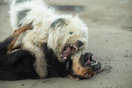 Dog fight. animal fighting. Pet bite. Fight of beasts. Aggression in nature.の写真素材
