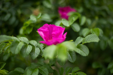 bush roses in the park. scarlet flower. natural background. beautiful nature.の写真素材