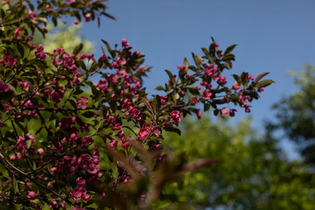 Flowering of apple trees in garden. flowers in sunlight. Details of nature. Beauty of plantsの写真素材