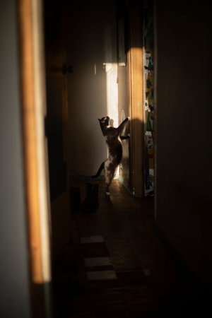 Cat in ray of light at home. Black cat in the morning in apartment. Pet stands on its hind legs in hallway.の写真素材