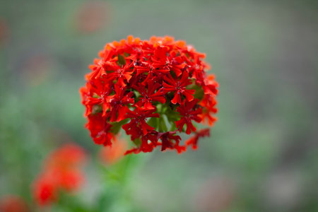 Red flower in the garden. flower in summer. Inflorescence on green background. garden plant.の写真素材