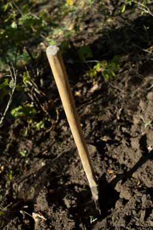 Shovel is stuck in the ground. garden tool. Wooden shovel pole. vertical frame in garden.の写真素材