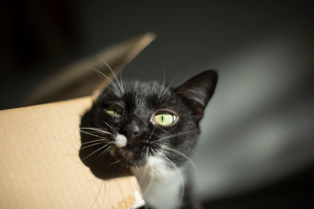 cat at home. Cat love box. Pet with black hair and white spot on muzzle. animal portrait.の写真素材