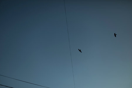 Birds fly among wires. Birds in the sky. flight details. sky in the evening. life in sky.の写真素材
