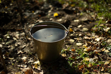 Leaves float in water. autumn leaves in steel bucket. Bucket of water in garden. garden tool. Red leaves in autumn.の写真素材