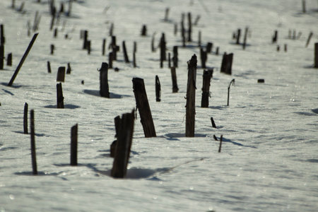 Chopped plants stick out of snow. View of field in winter. Snow and sticks.の写真素材