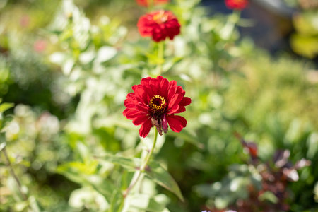 flowers in the garden. Plants in summer. natural background of flowers.の写真素材