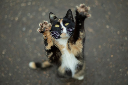 Cat stands on its hind legs. cute animals. Pet asks for food. Cat.の写真素材