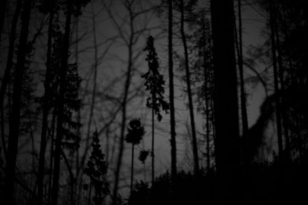 forest at night. Trees in dark. silhouette of the forest. Black shadows of plants.の写真素材