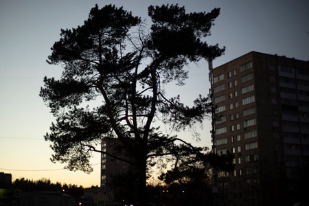 Silhouette of a tree in the evening. Tree in city at sunset. plant after sunset.の写真素材